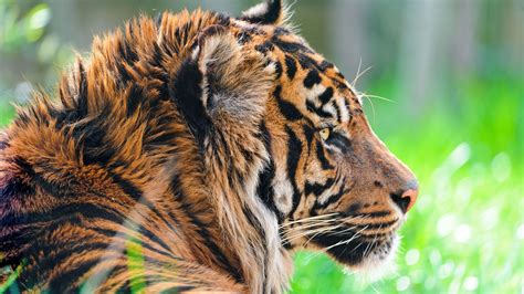 animal mkv|11,352+ Free Colorful Animals 4K & HD Stock Videos .